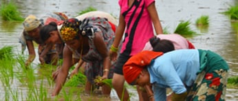Climate Change women paddy f