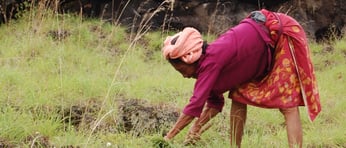 Woman in field twitter2